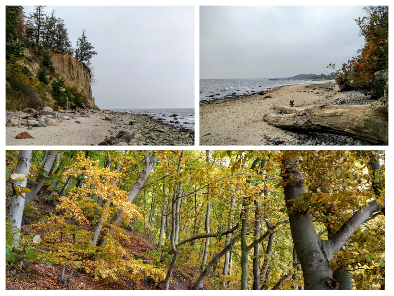 Gdynia Orłowo - spacer przy klifie